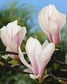 Three tulip magnolia flowers