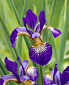 Iris flowers (Iris sibirica 'Ottawa')