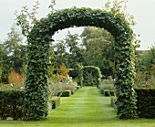 Garden with ivy-covered arch