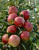 Äpfel der Sorte 'Jonagored' am Baum