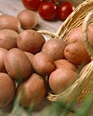 Potatoes, variety 'Bildstar'