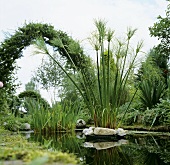 Pond with aquatic plants