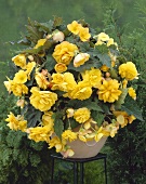 Gelbe Begonie mit hängenden Blüten