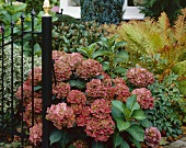 Pink hydrangea in garden