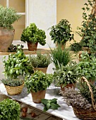 Various herbs in flowerpots