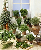 Various herbs in plant pots in front of window