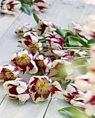 White and purple tulips, variety 'Zuriel'