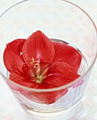 Red amaryllis flower in a glass