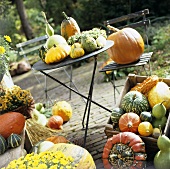 Various squashes and pumpkins in boxes and on table and chair