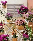 Bougainvilleas of different colours in terracotta pots