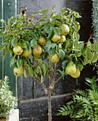 Pears, variety 'Winterriet'