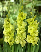 Gladioli, variety 'Green Star'