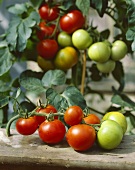 Tomato plants, variety 'Sparta'