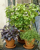 Basil, lemon balm and thyme in pots