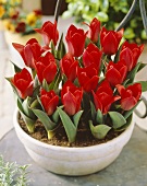 Rote kleinwüchsige Kaufmanniana-Tulpen der Sorte Showwinner