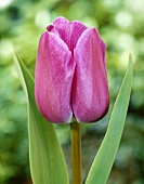 Purple tulip (Tulipa 'Seaworld')