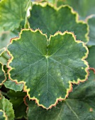 Heuchera leaves, variety 'Winter Red'