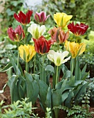 Viridiflora-Tulpen in verschiedenen Farben