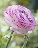 White ranunculus flower with pink-edged petals