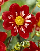 Red dahlia, variety 'Petit Bijou'