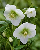 Christrosenblüten der Sorte White Lady