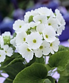 weiße Becherprimel (Primula obconica)