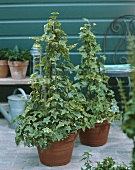 Ivy in pots with plant supports on terrace