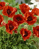 Oriental poppy (Papaver orientale 'Rembrandt')