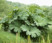 Chilean rhubarb (Gunnera tinctoria)