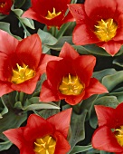 Tulips, variety 'Scarlet Baby'