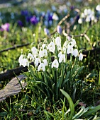 Schneeglöckchen (Galanthus)