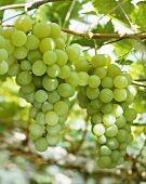 Green grapes in sunlight