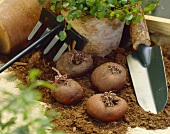 Cyclamen bulbs (Cyclamen cilicium)