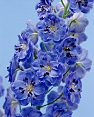 Rittersporn (Delphinium)