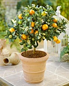 Small mandarin orange tree (Calamondine)
