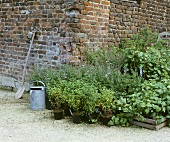 Various herbs out of doors