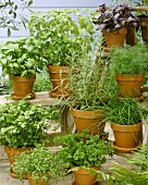 Various culinary herbs in flowerpots