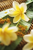 Frangipani flowers and curry powder