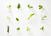 Twelve different herbs with labels