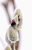 Pussy willow (close-up)