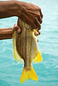 Hands holding freshly caught yellow snapper, Thailand