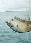 White snapper in a fishing net in Thailand