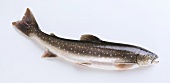 Arctic charr