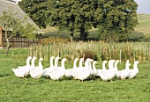 Geese in a pasture
