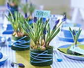 Grape hyacinths (Muscari) in tins wrapped in artificial grass