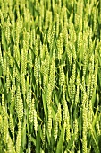 Green ears of wheat in the field in early summer