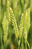 A green ear of wheat in the field (close-up)