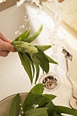 Ramsons (wild garlic) leaves being washed under running water