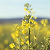 Field of flowering oilseed rape
