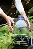 Frau deckt eine Salatpflanze im Beet mit Plastikflasche ab